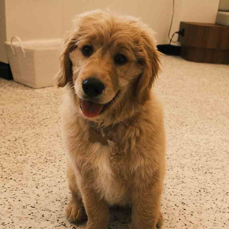 HeyBudVet_GoldenRetriever_Puppy