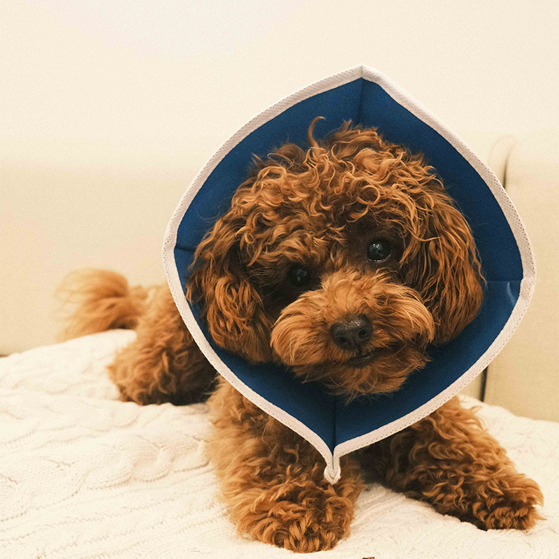 dog wearing recovery cone
