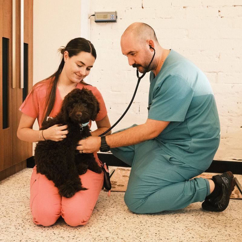 veterinary team members sitting on the floor while examining a dog