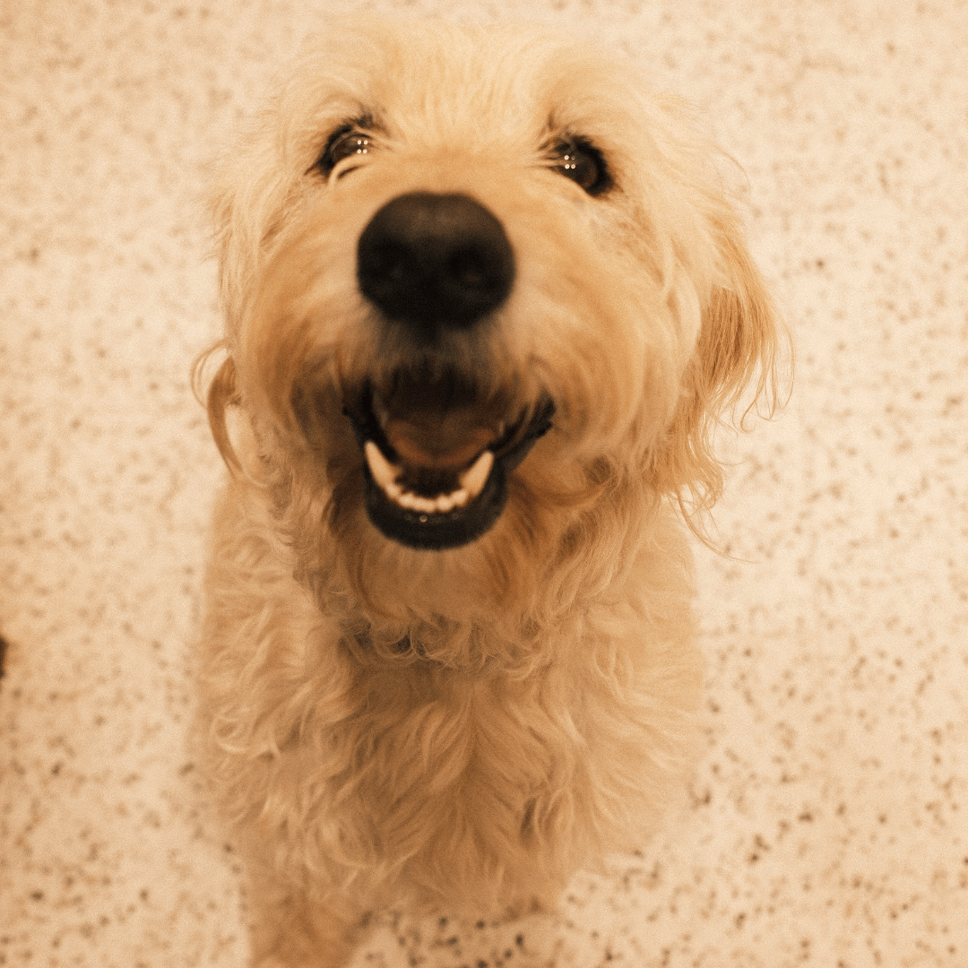 Dog standing A dog is in standing position.